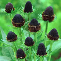 Young Western Coneflower Seedlings Anbau in Pots