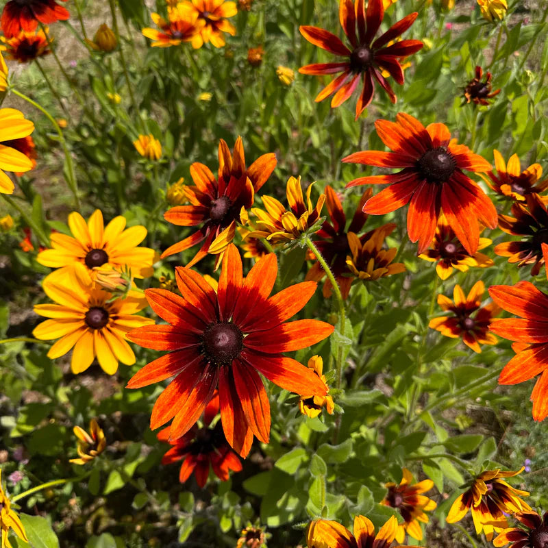 Easy to grow rudbeckia samen for containers and beds
