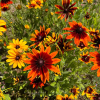 Easy to grow rudbeckia samen for containers and beds
