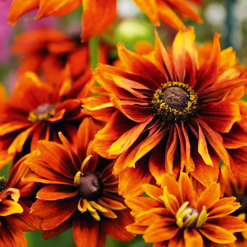Rudbeckia samen for borders and garten beds