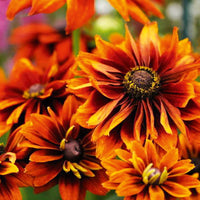 Rudbeckia samen for borders and garten beds
