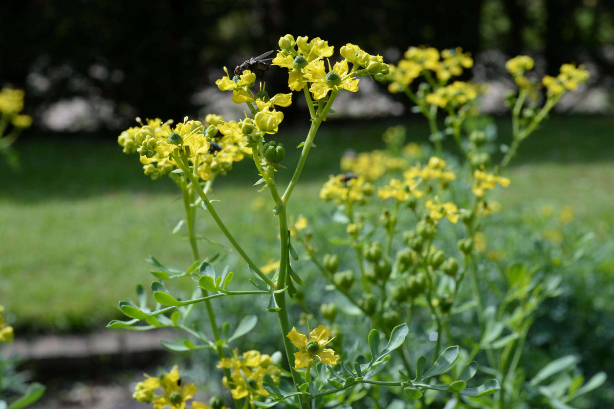 Gelb ruta blume samen for anpflanzung - garten favorite, heirloom & gmo free samen for home garten
 
 sale samen for anpflanzung in home garten
