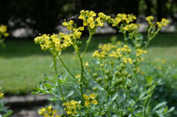 Gelb ruta blume samen for anpflanzung - garten favorite, heirloom & gmo free samen for home garten
 
 sale samen for anpflanzung in home garten