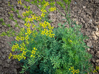 Rue Samen Ruta graveolens ornamental Kraut
