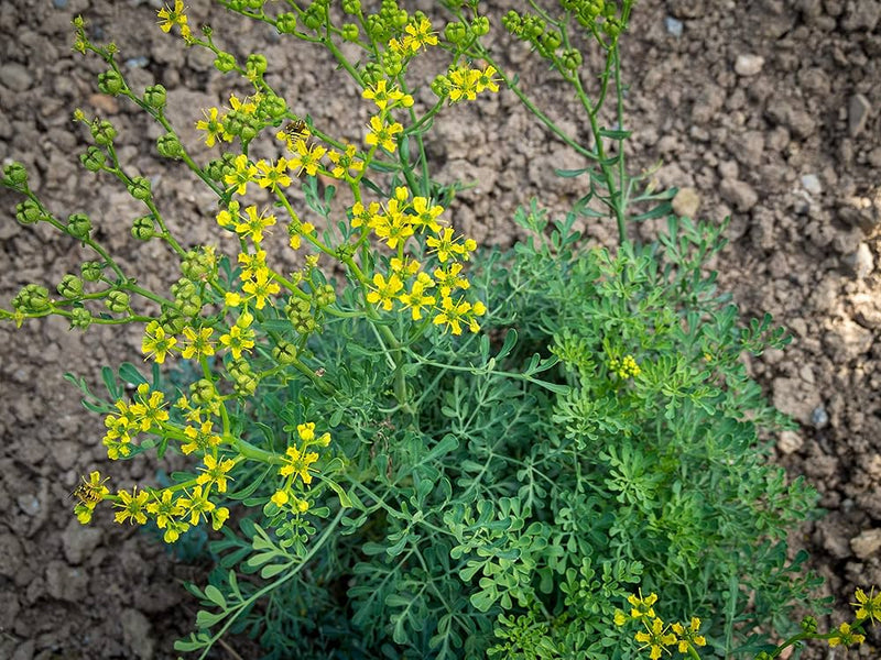 Rue Samen Ruta graveolens ornamental Kraut
