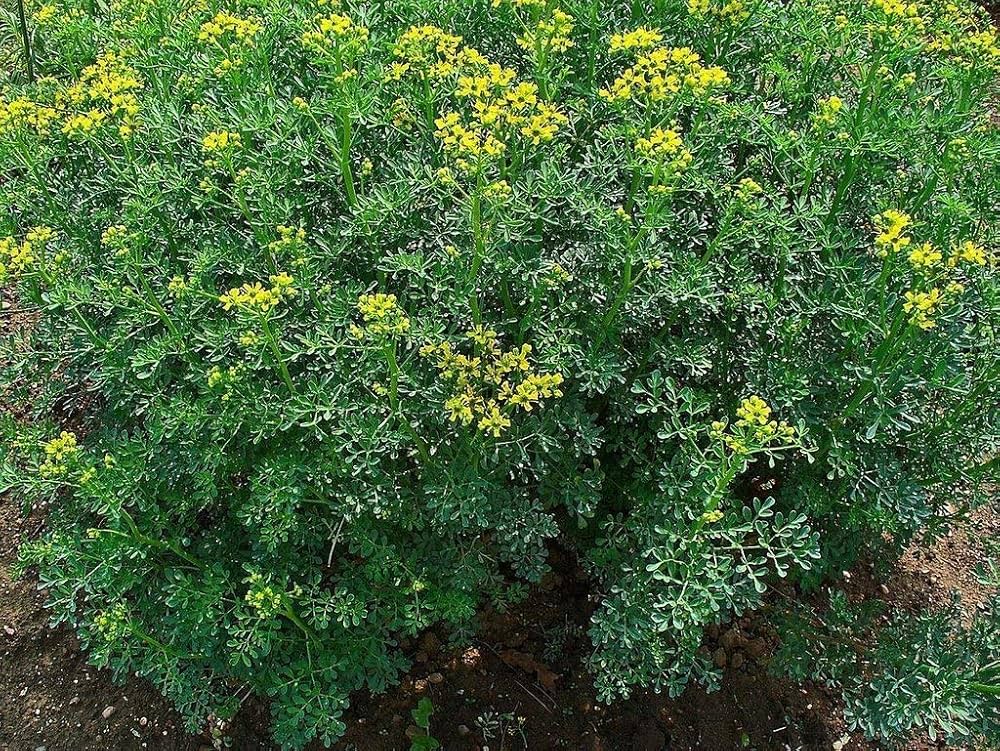 Rue yellow Blumen attracting pollinators