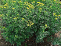 Rue yellow Blumen attracting pollinators