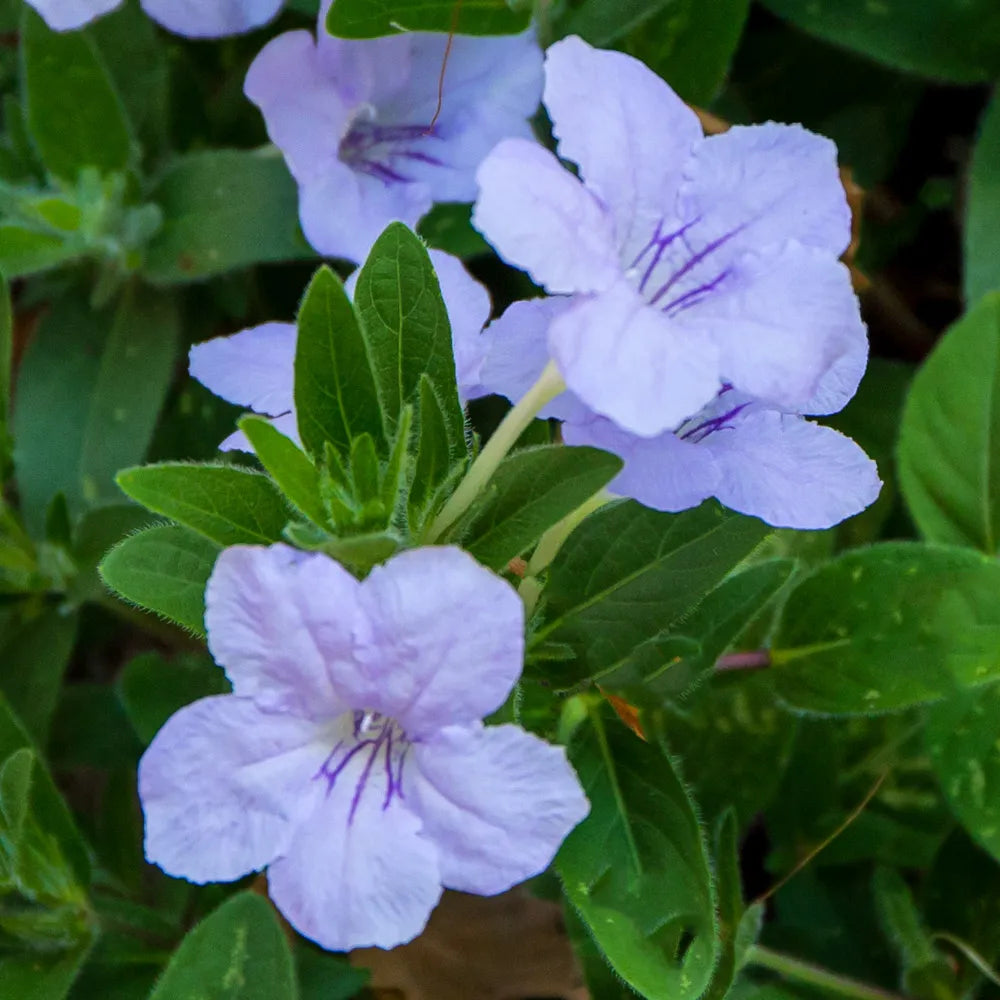 Ruellia humilis blume samen for anpflanzung