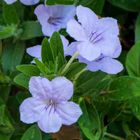 Ruellia humilis blume samen for anpflanzung