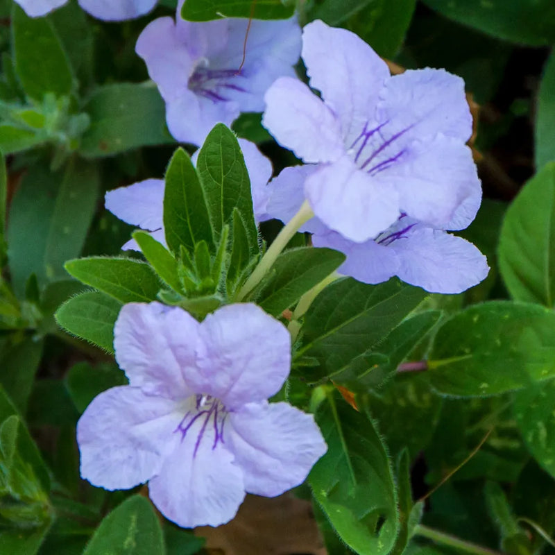 Ruellia humilis blume samen for anpflanzung