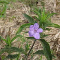 Ruellia Humillis Blumensamen zur Aussaat farbenfroh Schau Traditionssorte & ohne Gentechnik Samen Hausgarten