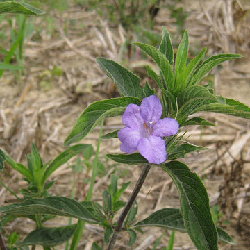 Ruellia Humillis Blumensamen zur Aussaat farbenfroh Schau Traditionssorte & ohne Gentechnik Samen Hausgarten