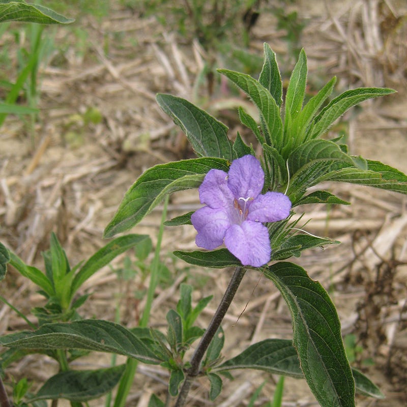 Ruellia Humillis Blumensamen zur Aussaat farbenfroh Schau Traditionssorte & ohne Gentechnik Samen Hausgarten