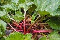 Ruibarbo Plant Samen for Gardening and Planting: Grow Your Own Delicious Rhubarb!