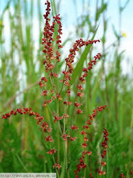 Rumex acetosella Anbau in full sun Garten bed