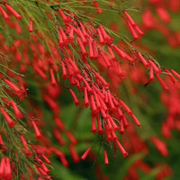 Russelia coral fountain pflanze in full bloom