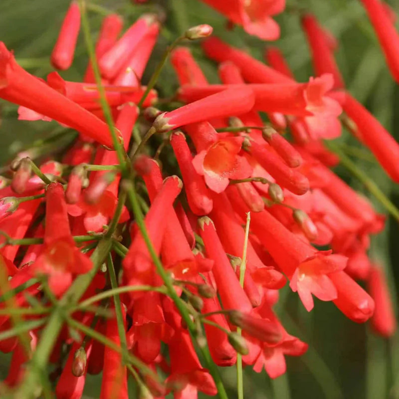 Russelia rot cascade blume samen for anpflanzung