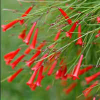 Cascading russelia rot blumen in hanging basket
