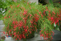 Russelia Blumensamen zur Aussaat – robust Sorte – Traditionssorte & ohne Gentechnik Samen Hausgarten
