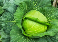 Closeup of high-quality brassica oleracea russian cabbage samen