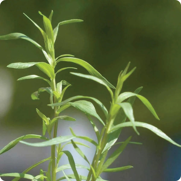 Russian Tarragon Samen Artemisia dracunculus hardy perennial Pflanze