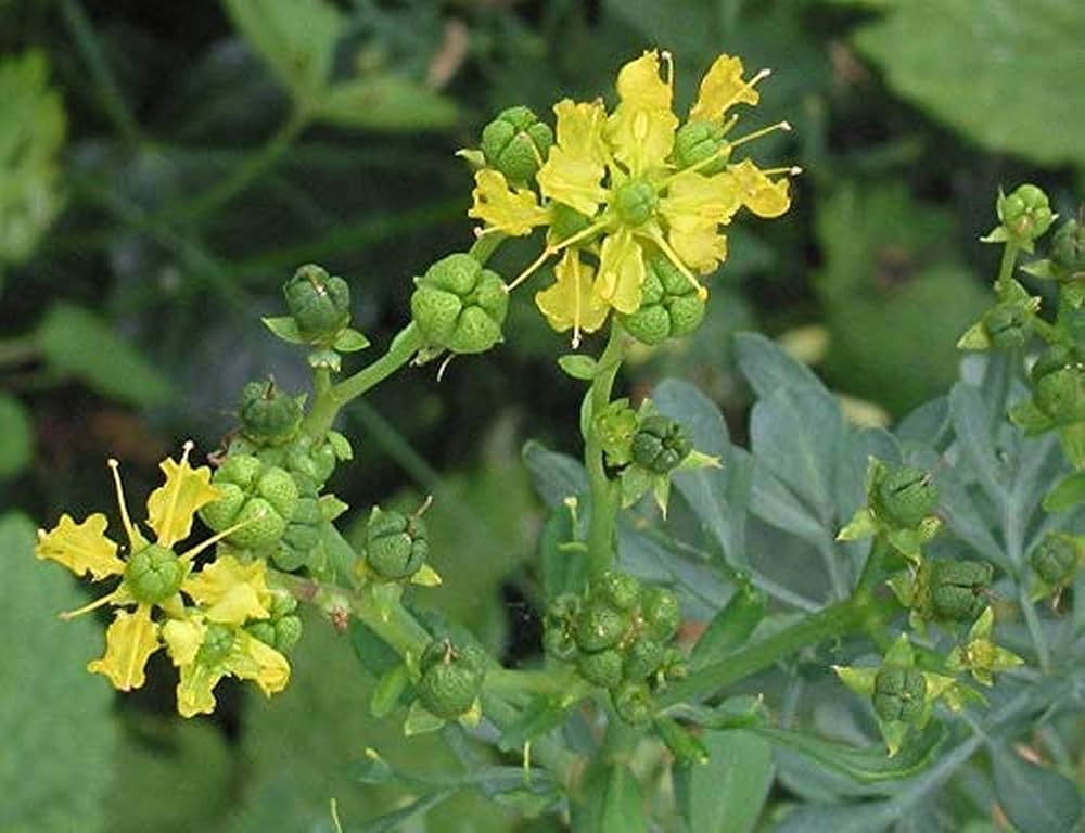 Ruta graveolens blue-green foliage grown from Samen
