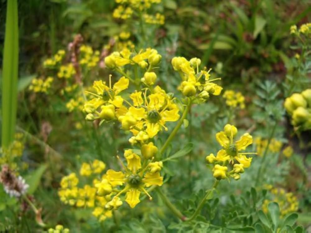 Ruta graveolens Kraut Anbau in sunny Garten bed