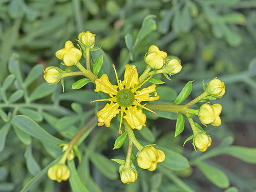 Ruta Graveolens Blumensamen zur Aussaat duftend Blüten Traditionssorte & ohne Gentechnik Samen Hausgarten