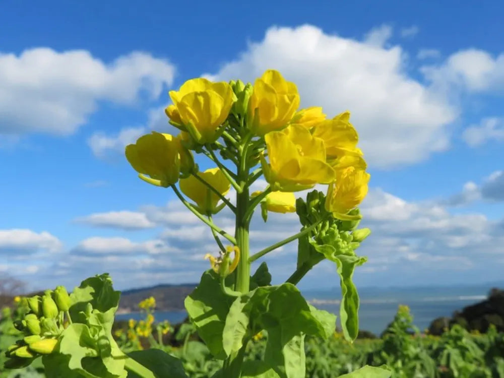 Gelb Rape Blumensamen zur Aussaat verschönert Garten