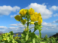 Gelb Rape Blumensamen zur Aussaat verschönert Garten