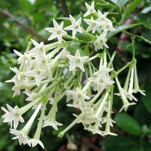 Cestrum Blumensamen zur Aussaat – Garten beliebt – Traditionssorte & ohne Gentechnik Samen Hausgarten