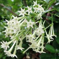 Cestrum Blumensamen zur Aussaat – Garten beliebt – Traditionssorte & ohne Gentechnik Samen Hausgarten