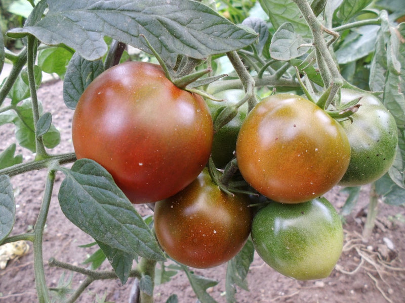 Semillas de tomate gigante marrón para plantar