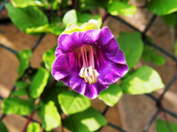 Traditionssorte Cobaea Bells Blumensamen zur Aussaat Garten beliebt Traditionssorte & ohne Gentechnik Samen Hausgarten