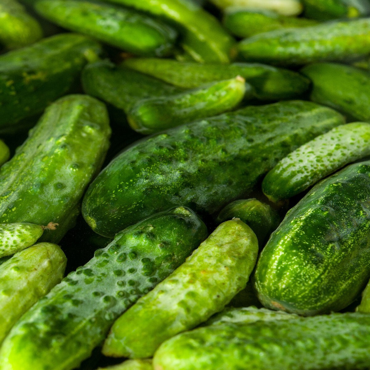Green Calabazilla Gemüsesamen für einfache Aussaat