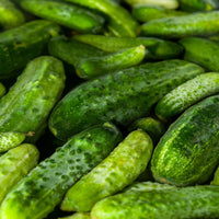 Green Calabazilla Gemüsesamen für einfache Aussaat