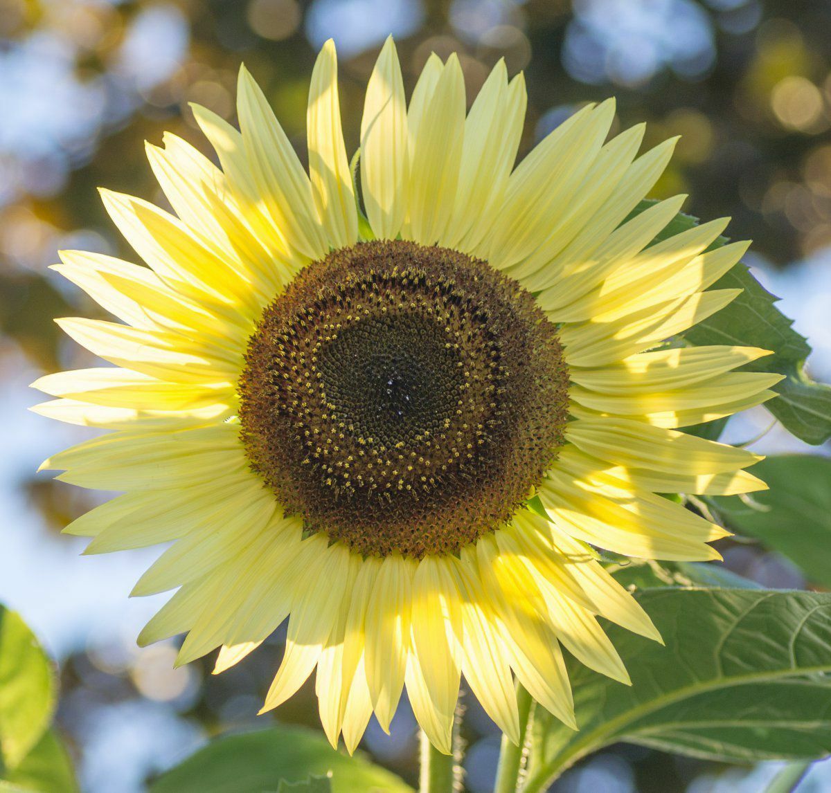 Light gelb sunflower samen for anpflanzung