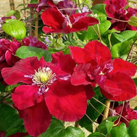 Kastanienrot Waldrebe Blumensamen zur Aussaat – Drought verträglich – Traditionssorte & ohne Gentechnik Samen Hausgarten