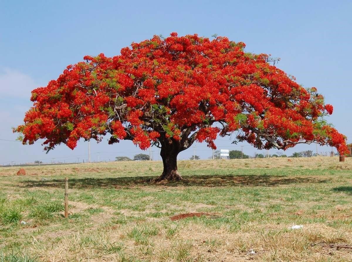 Rot jacaranda blume samen for anpflanzung wildflower mix heirloom & gmo free samen for home garten 
 
 sale for anpflanzung in home garten