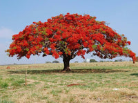 Rot jacaranda blume samen for anpflanzung wildflower mix heirloom & gmo free samen for home garten 
 
 sale for anpflanzung in home garten