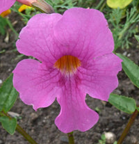 Incarvilla blume samen for anpflanzung - vibrant colors, heirloom & gmo free samen for home garten
 
 sale samen for home garten
