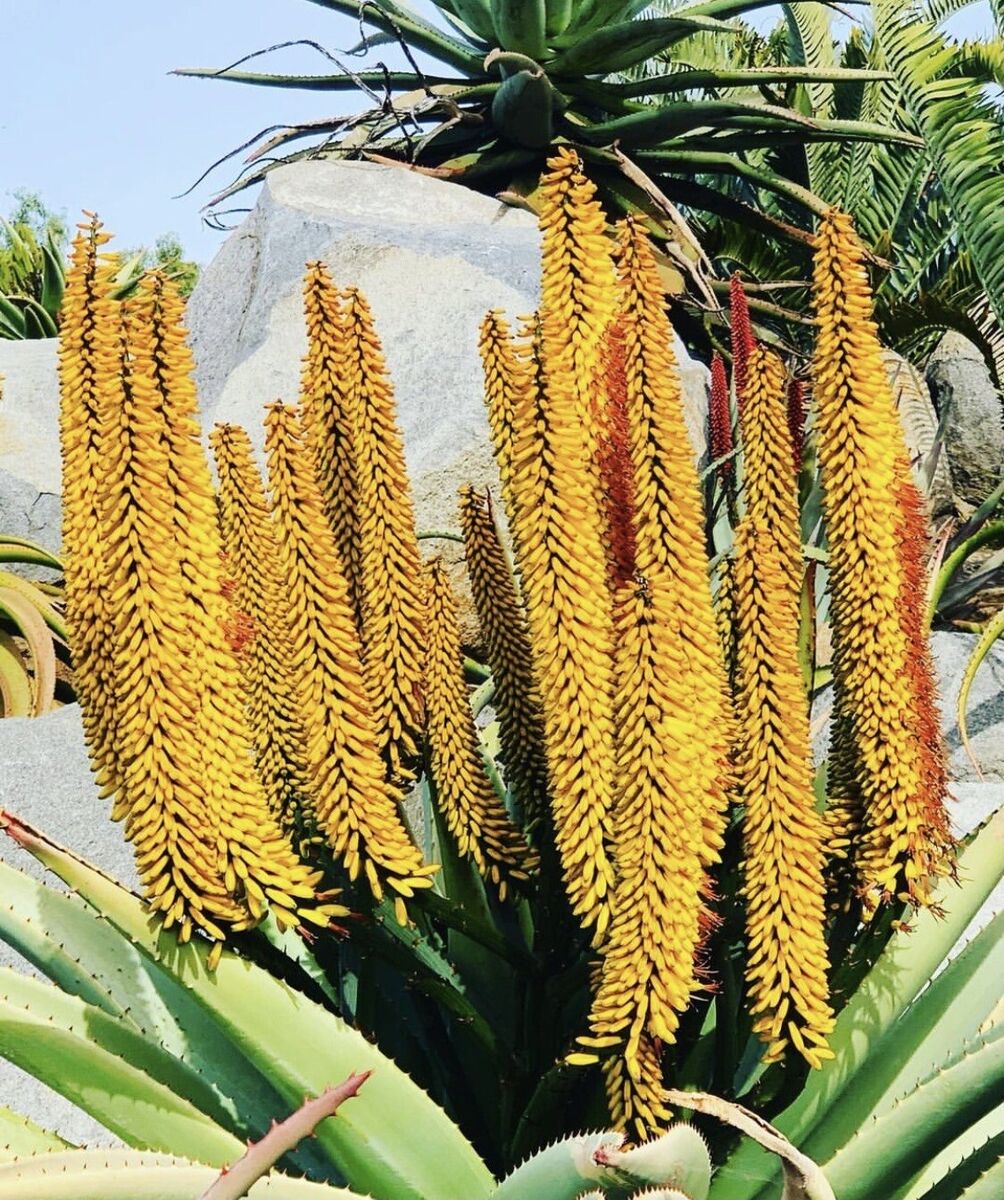 Gelb aloe dichotoma blume samen for anpflanzung - perfect for borders, heirloom & gmo free samen for home garten
 
 sale samen for home garten