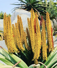 Gelb aloe dichotoma blume samen for anpflanzung - perfect for borders, heirloom & gmo free samen for home garten
 
 sale samen for home garten