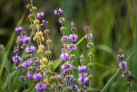 Violet pennyroyal blume samen for anpflanzung - cut blume favorite, heirloom & gmo free samen for home garten
 
 sale for anpflanzung in home garten.