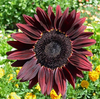 Cherry (cherry sunflower) samen for anpflanzung in home garten