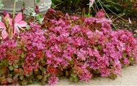 Rosa sedum blume samen for anpflanzung - drought tolerant, heirloom & gmo free samen for home garten
 
 sale samen for home garten