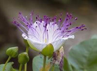 Capparis Spinosa Blumensamen zur Aussaat – Wildblume Mischung – Traditionssorte & ohne Gentechnik Samen Hausgarten