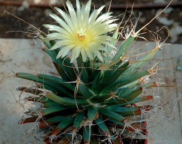 Grün Leuchtenbergia Blumensamen zur Aussaat – lang Blüte Saison – Traditionssorte & ohne Gentechnik Samen Hausgarten