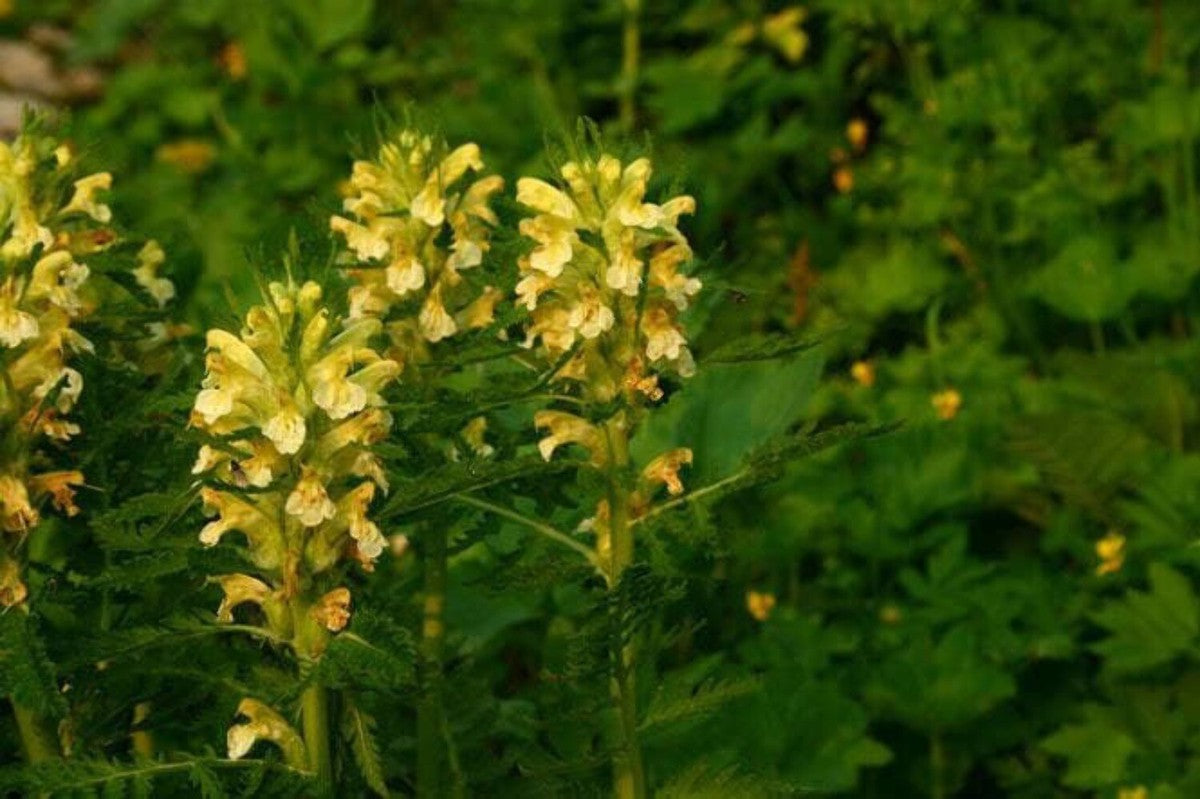 Gelb Pedicularis Lanceolata Blumensamen zur Aussaat – sonnenliebend – Traditionssorte & ohne Gentechnik Samen Hausgarten