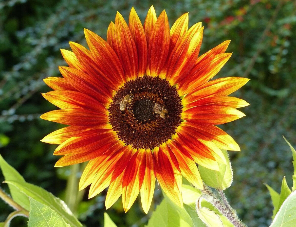 Gelb Rot Sonnenblume Samen zur Aussaat – verschönert Garten